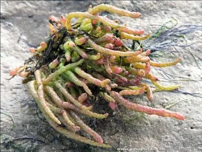 Que dit-on d'une plante qui tolère les sols riches en sel ?