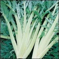 Le cardon blanc ne porte pas d'épines, on dit de lui qu'il est :