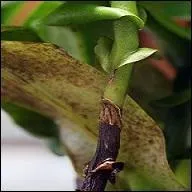 L : pour les tissus herbacés qui se transforment en bois.