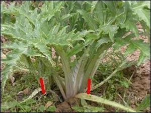 O : pour l'artichaut dont le rejet se sépare de la pousse mère.