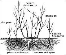 D : comme drageon. Quelle est sa définition ?