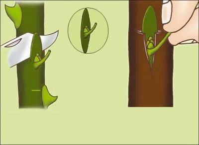 É : pour une partie détachée de l'arbre.