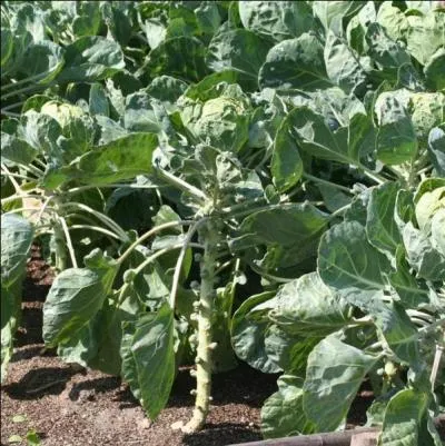 J : pour un légume qui en produit.