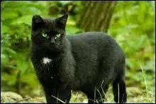 Plume de jais a eu trois compagnes qui étaient-elles ?