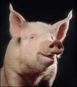 Quel est cet animal ?