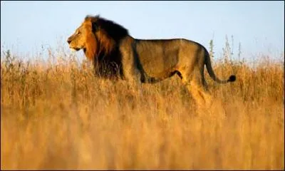 Quel est cet animal ?