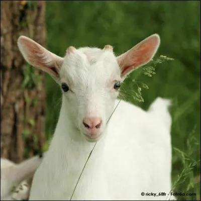 Quel est cet animal ?