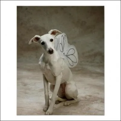 Le chien que vous voyez, là, est-il un Jack Russell ? Si par hasard vous avez la bonne réponse, donnez-la !