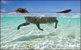 Je pense que cette photo est truquée car tout le monde sait bien que les chats ont peur de l'eau !