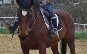 Quiz Galop 1