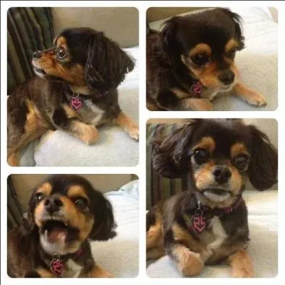 Comment s'appelle son chien ?