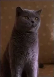 Comment s'appelle le chat d'Ida Greenberg ?