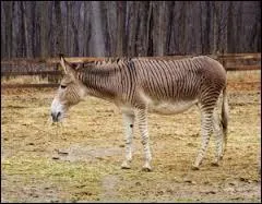 Comment se nomme le croisement entre un âne et un zèbre ?