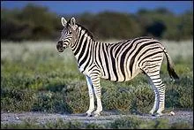 Ce zèbre commun de la savane est le seul à avoir des rayures sur le ventre, c'est :