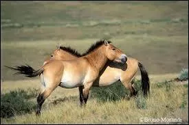 Dans les années 1880, ce cheval sauvage fut découvert en Mongolie par un explorateur, c'est :