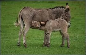 Cet équidé fut pendant très longtemps utilisé comme animal de compagnie ou de bât, c'est :