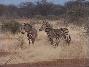 Ce zèbre, bon grimpeur, a des sabots pointus et solides, lui permettant de gravir les pentes rocailleuses des montagnes, c'est :