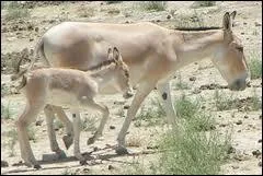 C'est un âne sauvage d'Asie, c'est :