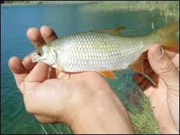 Combien de nageoires ont les poissons ?