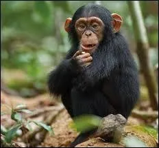 Combien de doigts ont les singes ?