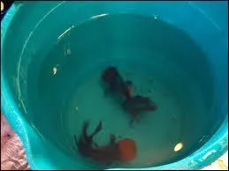 Trois poissons sont dans un seau. L'un d'entre eux meurt. Combien en reste-t-il ?