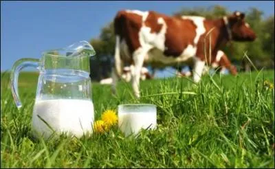 Quelle enzyme permet de digérer le lait ?