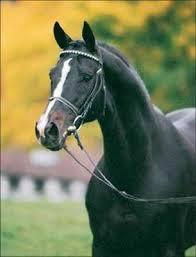 Quiz Galop 3