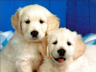 Comment dire : chien ?