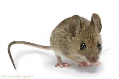 Comment dire : souris ?