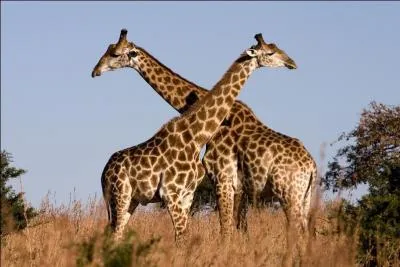 Comment dire : girafe ?
