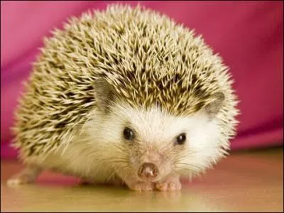 Comment dire : hérisson ?