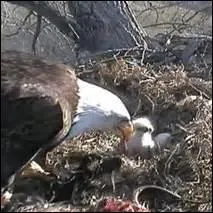 Son nid mesure en moyenne 50 cm de diamètre.