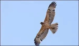 La couleur du plumage de l'aigle américain varie selon l'âge.