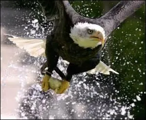 Grâce à sa vue perçante, l'aigle peut repérer ses proies à plusieurs centaines de mètres.