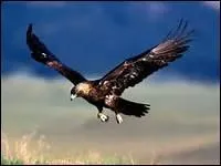 Les aigles américains sont des oiseaux migrateurs partiels. C'est-à-dire...