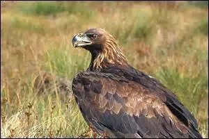 Chez cette espèce, la femelle est plus grosse que le mâle.