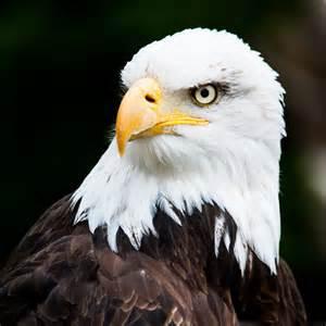 Quiz Aigles