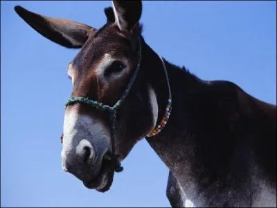 S'obstiner comme une femelle de trait !