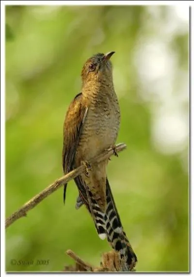 Efflanqué comme un ravisseur de nids !