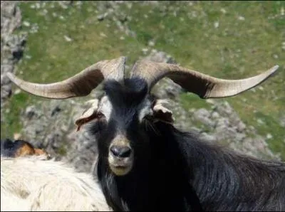 Dégager une odeur nauséabonde et caprine !