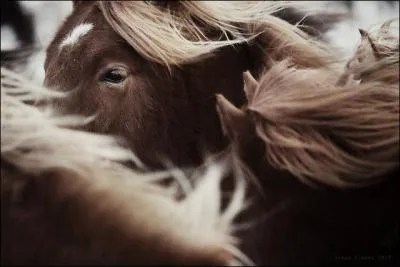 Détenir une température équine !