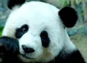 Quiz Le panda gant