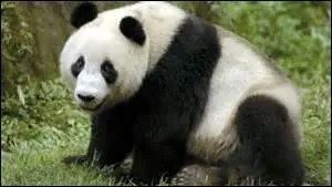 Jusqu'à combien d'années le panda géant peut-il vivre ?