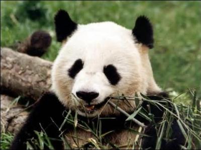 En chinois , pour désigner le panda géant on écrit...