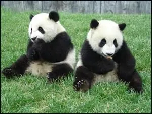 La Chine a offert 2 pandas à la France , en 1973 .