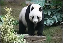 Le panda géant est un animal solitaire .