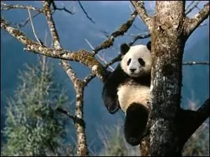 Comme le laisse penser son allure pataude , le panda géant n'est pas agile .