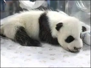 Quand il nait , le bébé panda est grand comme...