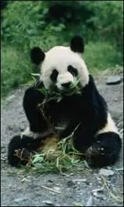 Pourquoi le panda géant mange-t-il, chaque jour, une grande quantité de bambou ?
