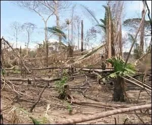 Le panda géant est menacé à cause...